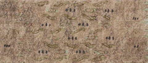 FRONTAL-CERANO